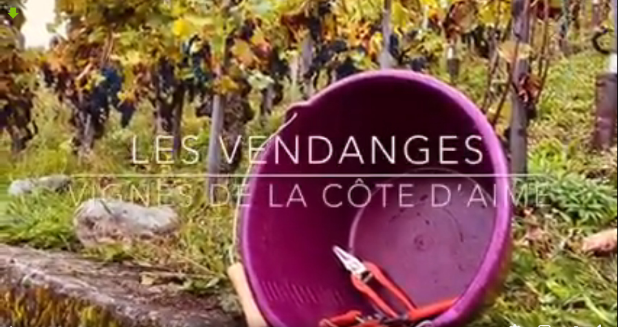 vendanges_2021.jpg