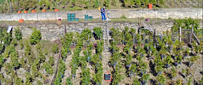 Vendanges . Remonter la pente