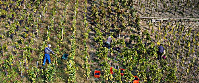 vendanges 2015