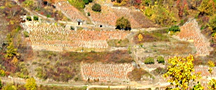 L'automne dans les vignes