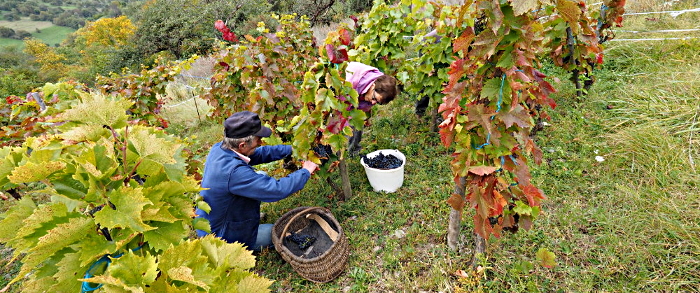 vendanges 2015
