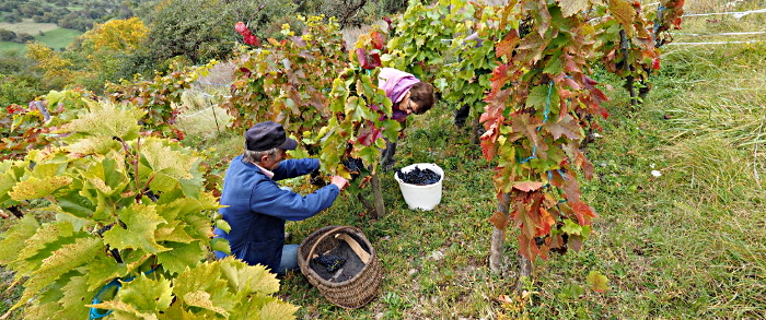 vendanges 2015