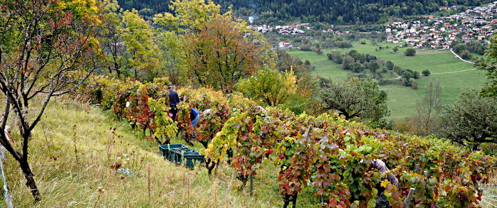 vendanges 2015