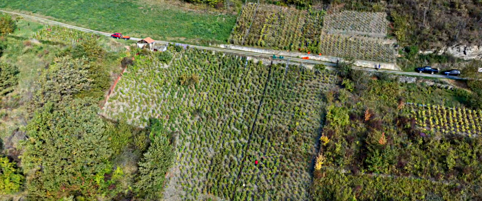 vendanges 2015