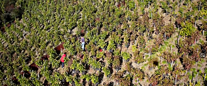 vendanges 2015