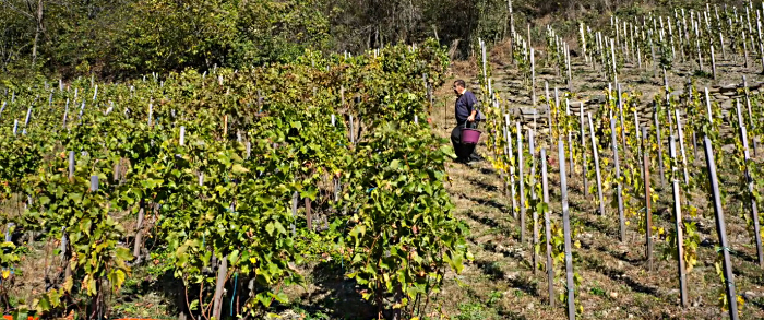 vendanges 2015