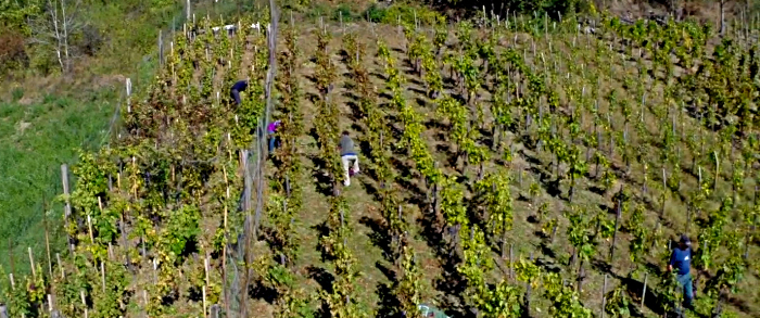 vendanges 2015