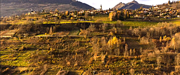 vendanges 2015