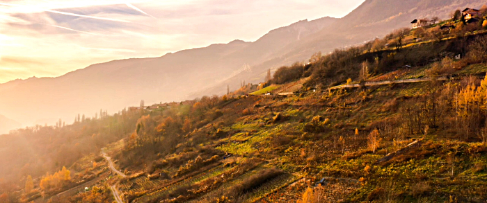 vendanges 2015