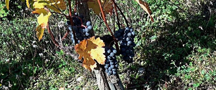 vendanges 2016