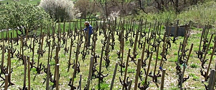 vendanges 2016