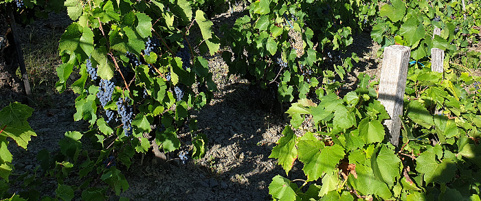 route des vignes Valezan