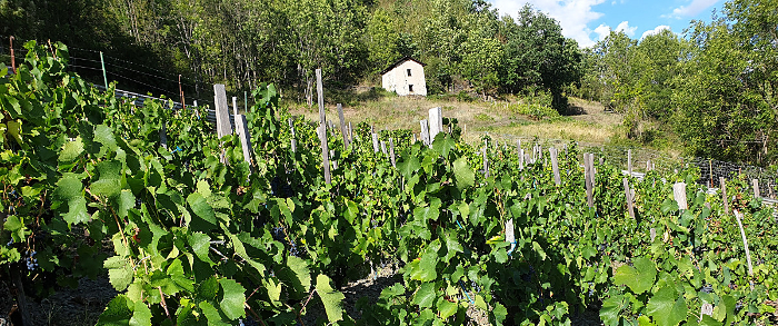 route des vignes Valezan