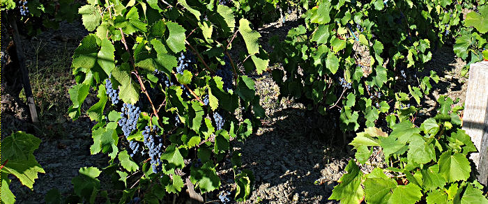 route des vignes Valezan