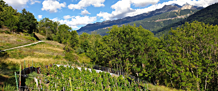 route des vignes Valezan