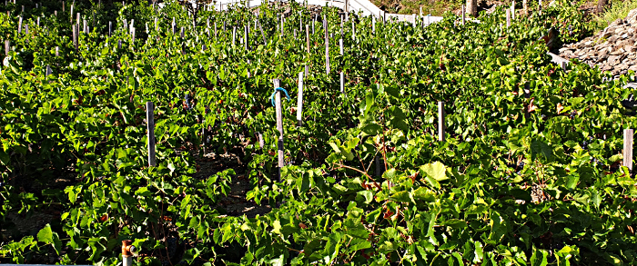 route des vignes Valezan