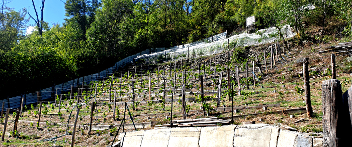 Chemin des vignes La Cote d'Aime