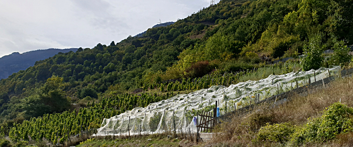 Vignes Fabien