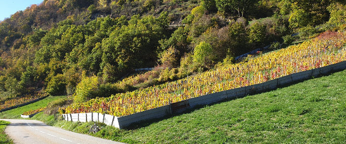 L'automne dans les vignes