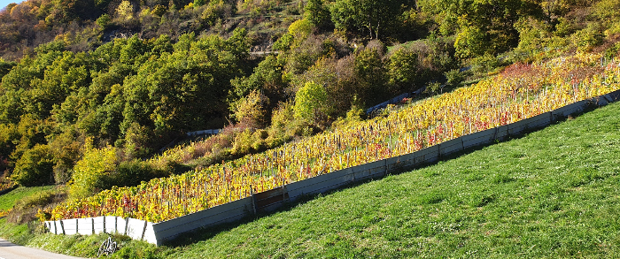 Aprés les vendanges