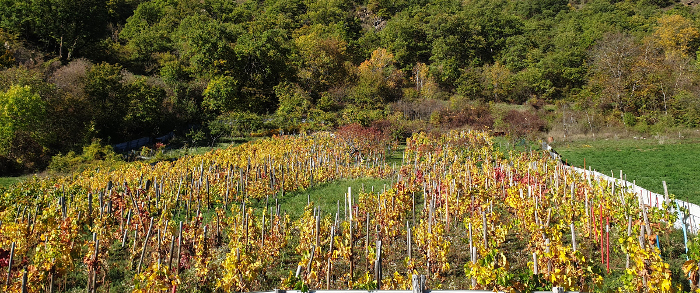 L'automne dans les vignes