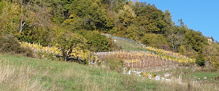 L'automne dans les vignes