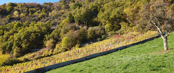 Aprés les vendanges