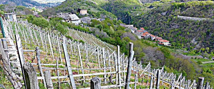 Vignes Val de Suze