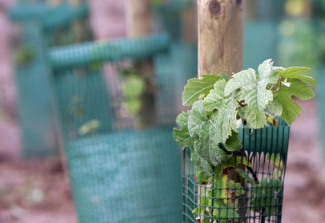 un plan d'essai de vigne génétiquement modifiée à Colmar, en Sept 2005 (Vincent Kessler/Reuters)